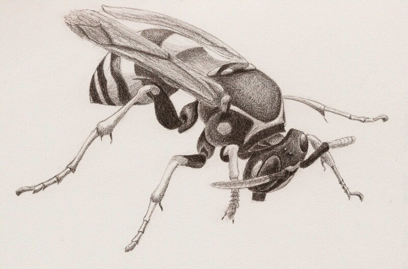 2010.08.22-Guêpe-ns-800